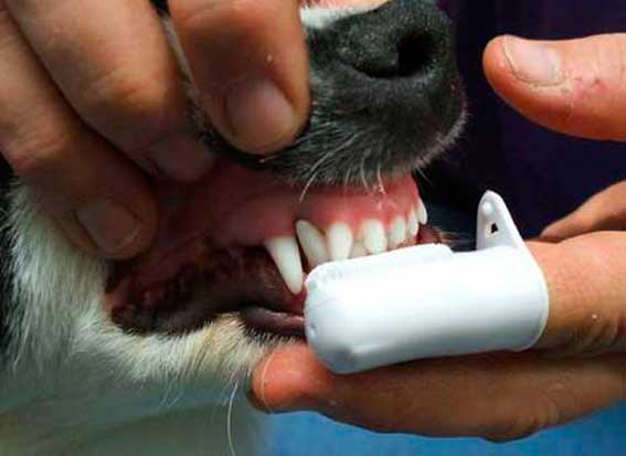 ультразвуковая чистка зубов собакам